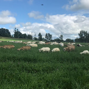 Grassfed Lamb