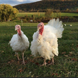 Pasture Raised Turkey